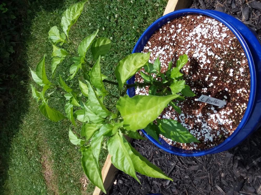 20180619 C. Bhut.jpg