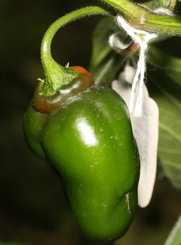 20190913 Aji Largo x Lucento.jpg