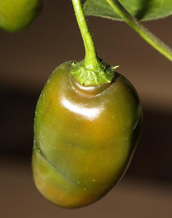 20190913 Aji Lucento x Rocopica3.jpg