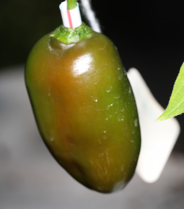 20190913 Aji Lucento x USDACard.jpg