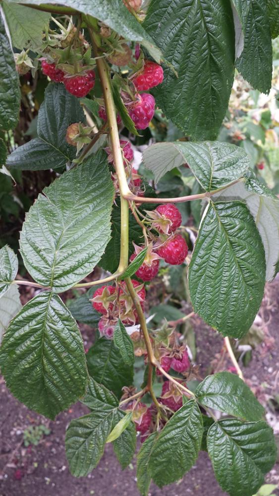 20190913 Raspberries.jpg