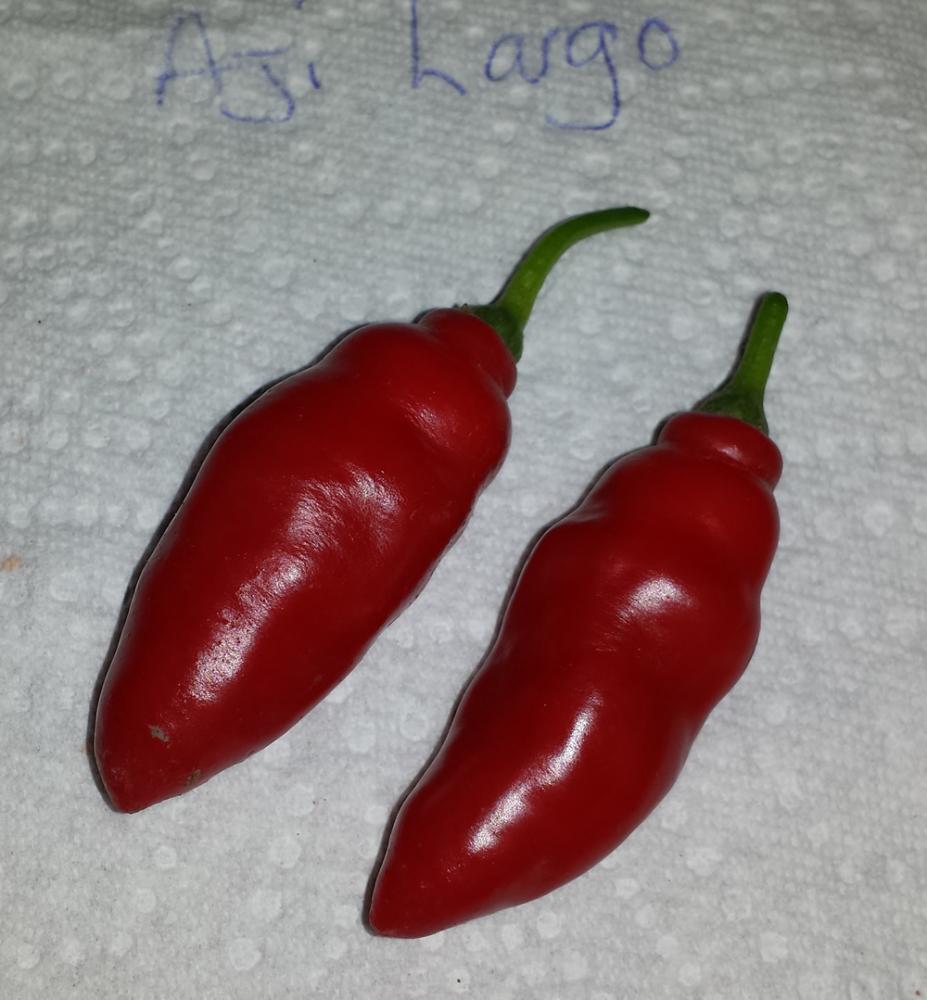 20190924 Aji Largo.jpg