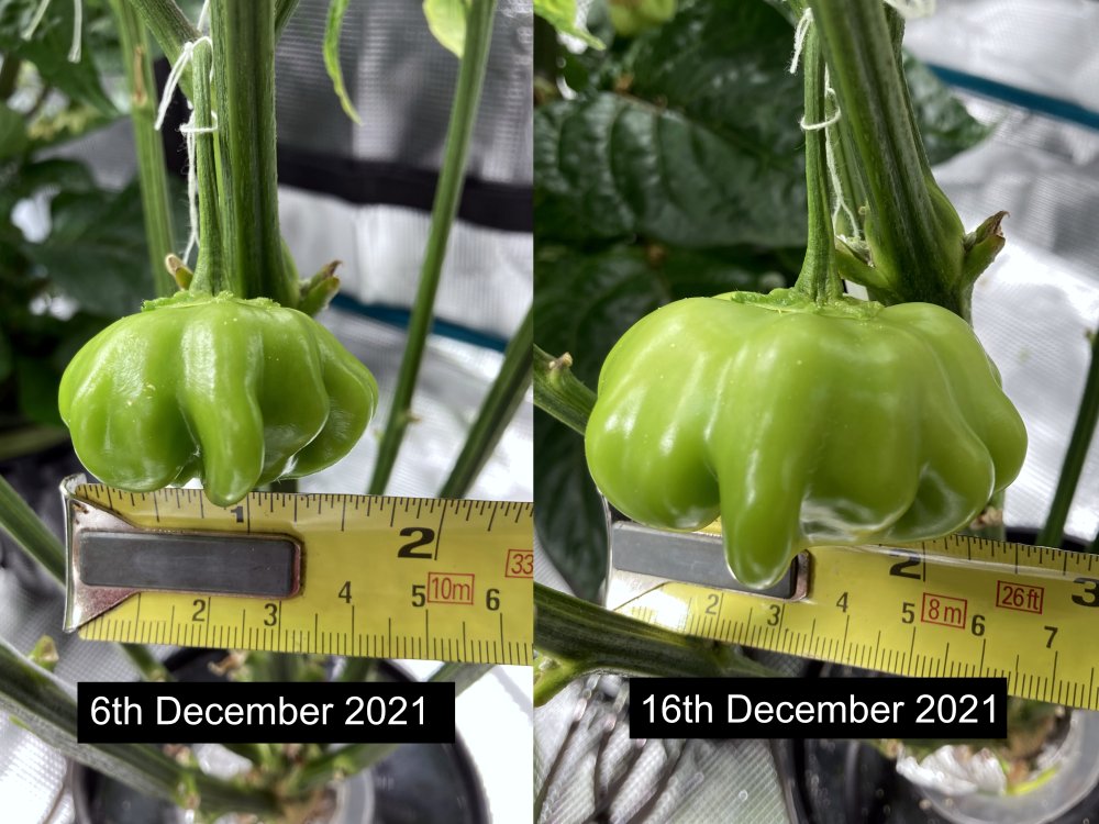 20211216-f1-bsy1xsrs1-plant1-pod-growth.jpg