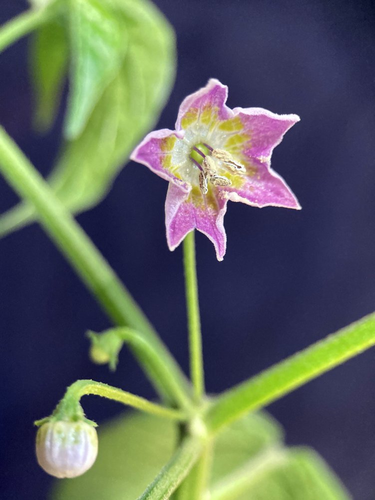 20220305-cpraetermissum-unknown-acc-flower1.jpg