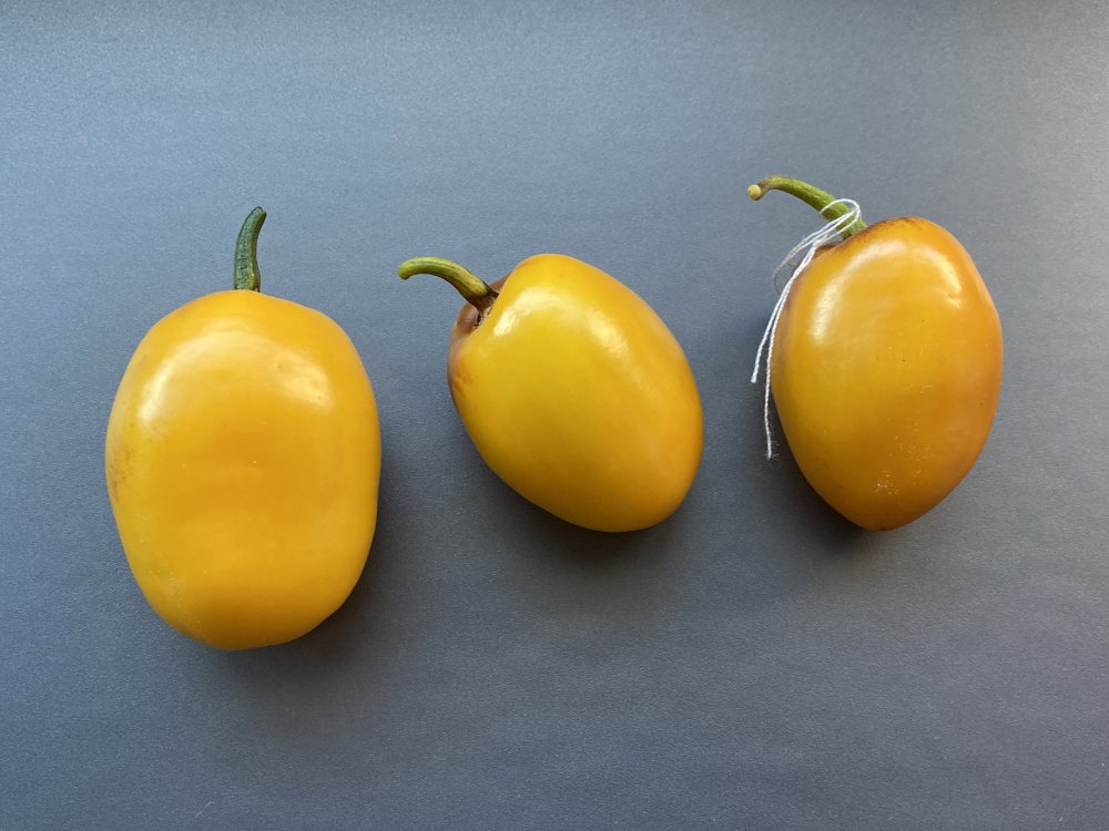20220711-rocoto-manzano-amarillo-ollantaytambo-harvest.jpg