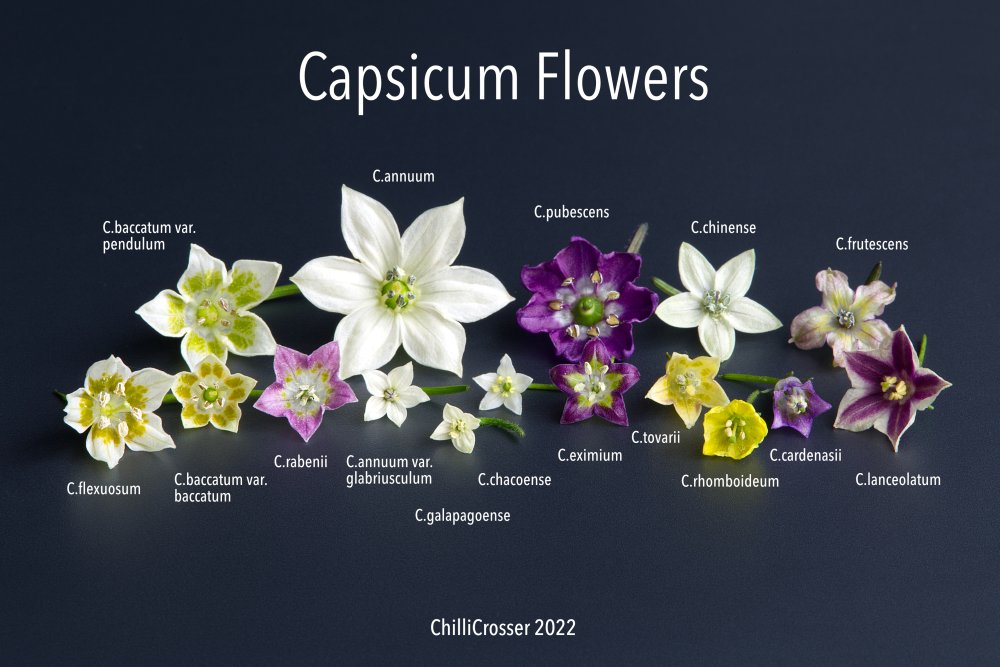 20220727-capsicum-flower-group-labelled.jpg