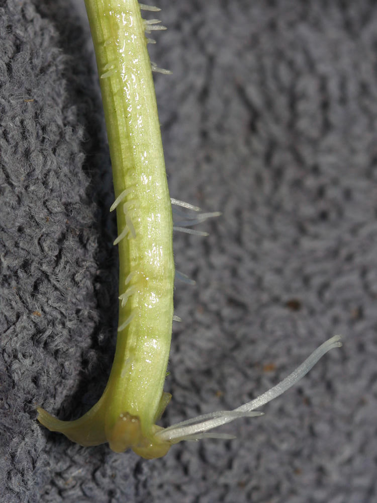 20231217 tomatillo Verde Cutting Roots.jpg