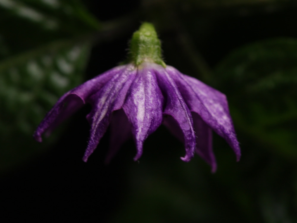 2025-01-06 - Puna Pica Orange Flower.jpg