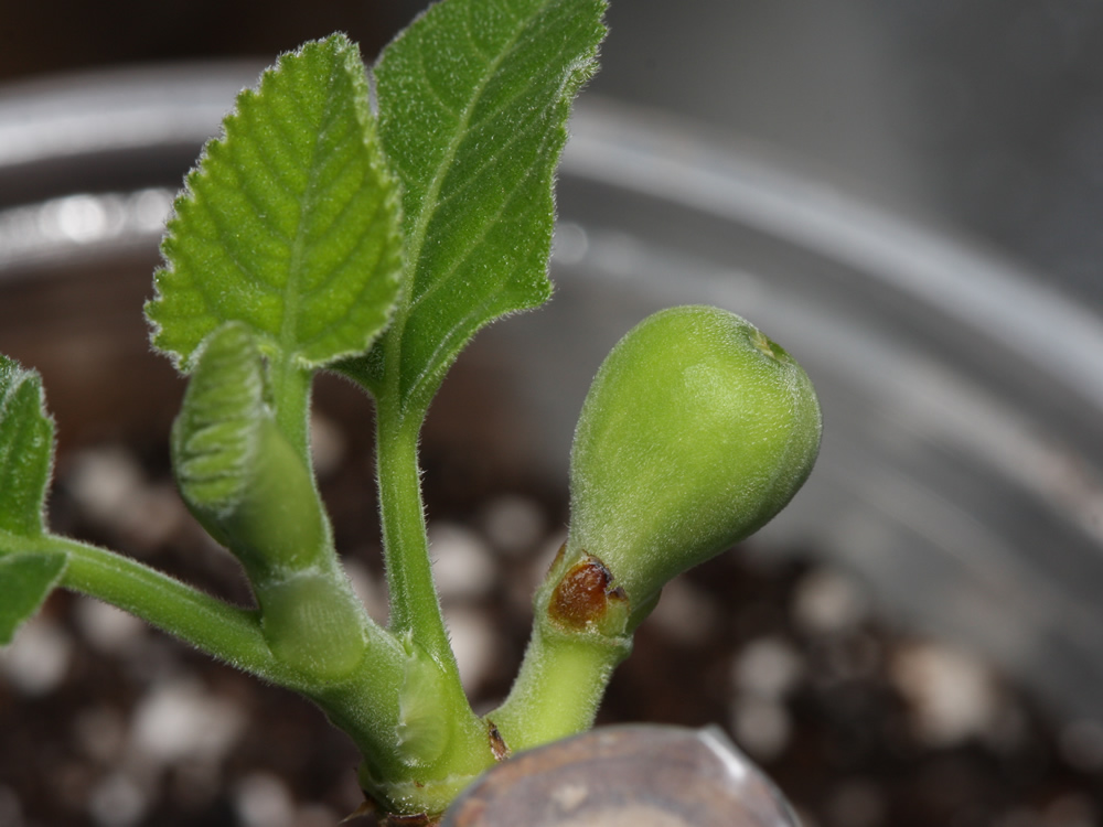 20250122 EarlyFig&Leaves.jpg