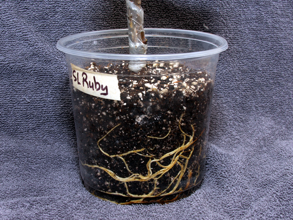 20250222 RubyRoots.jpg