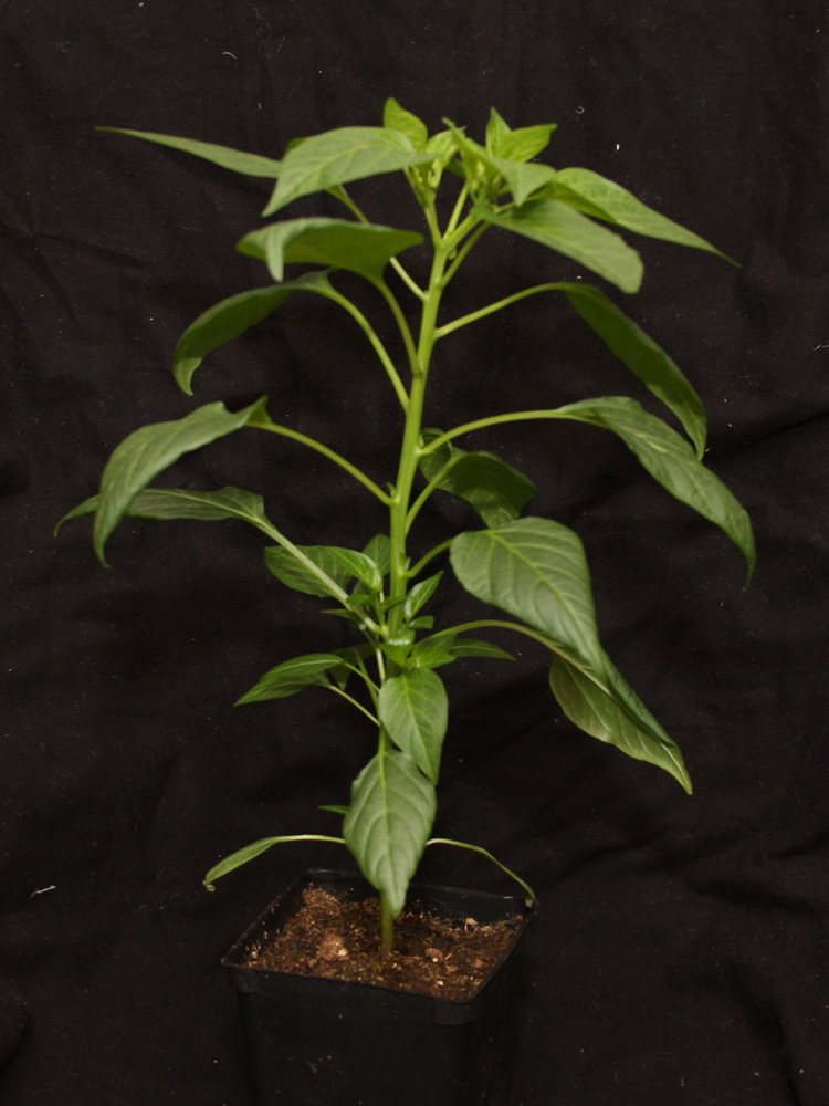 20250427 De Arbol G.jpg