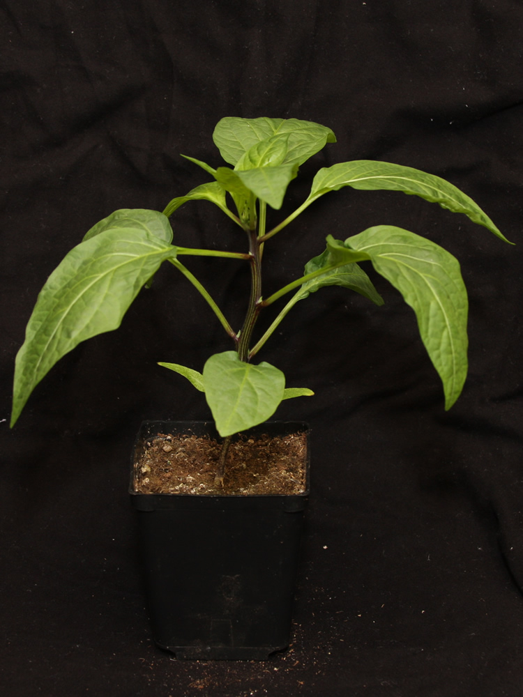 20250427 Lemon Spice Jalapeno.jpg