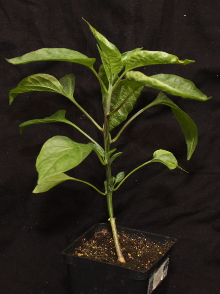 20250427 Lytles Jalapeno.jpg