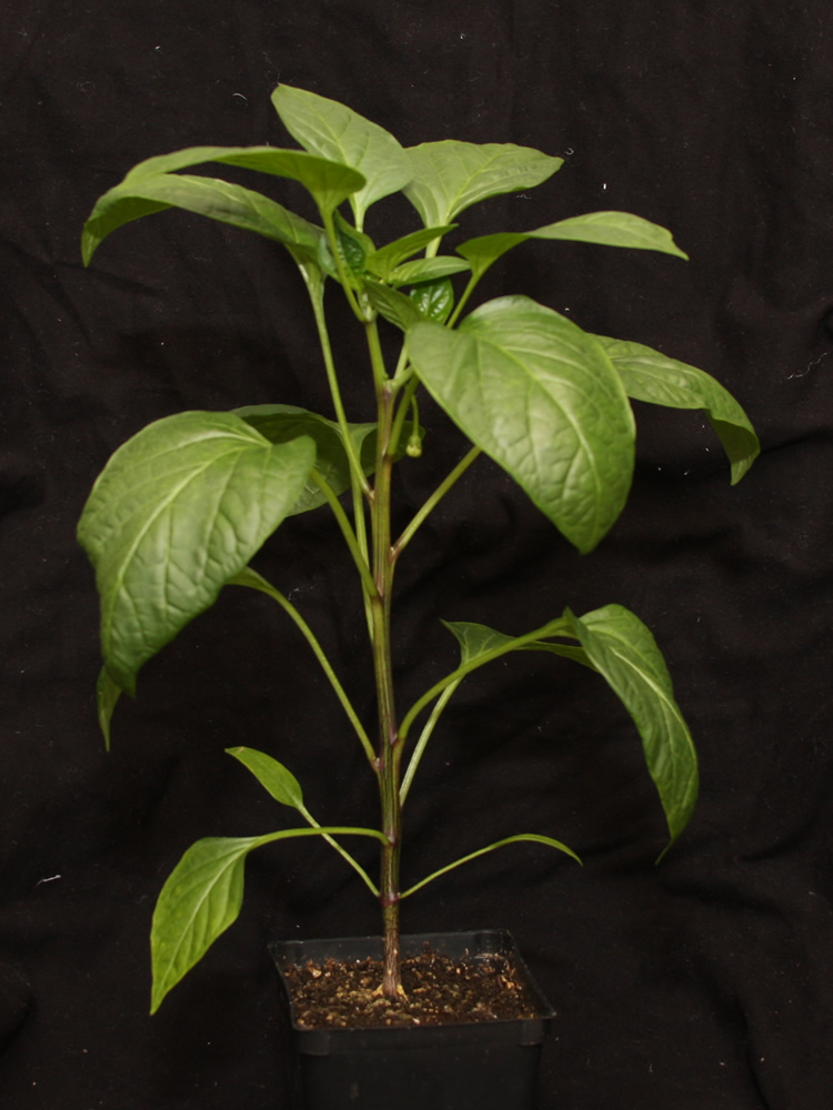 20250427 Serrano Voodoo 6.jpg