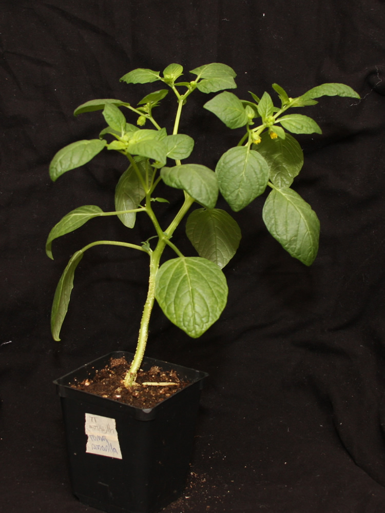 20250427 Tomatillo Amaryllo.jpg