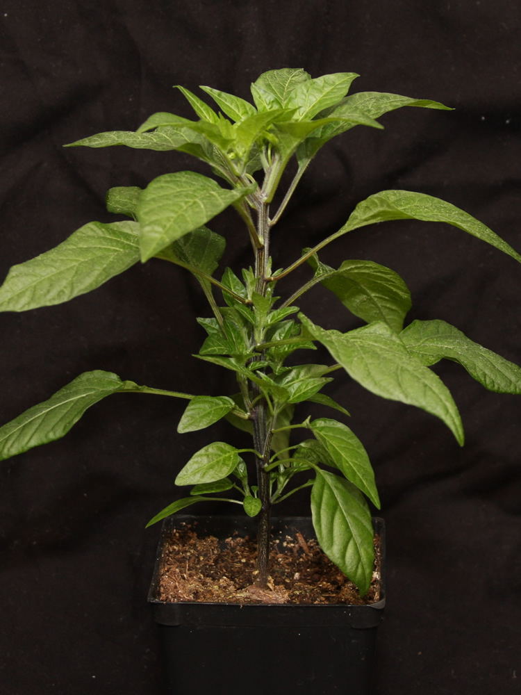 20250427 Zim Piri Purple.jpg