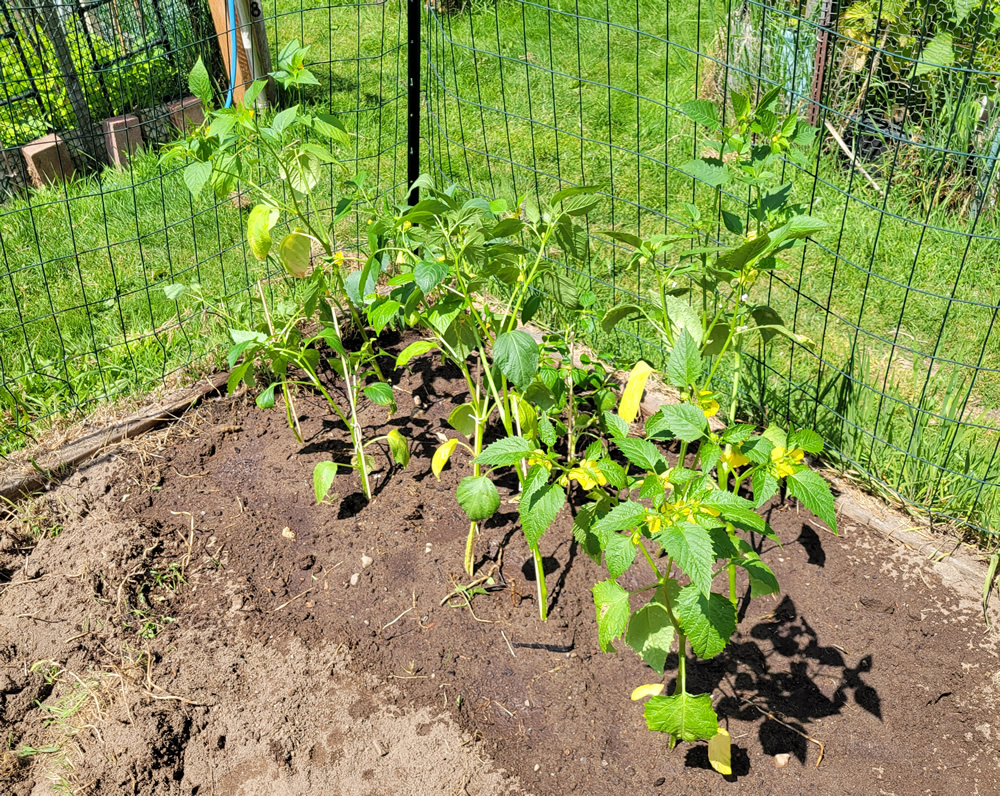 20250601 Tomatillos.jpg