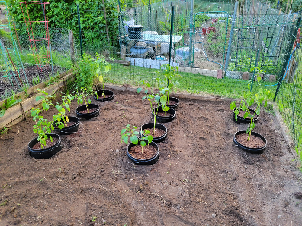 20250602 Tomatillos.jpg