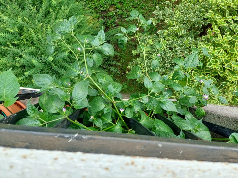 20250604_123742.jpg