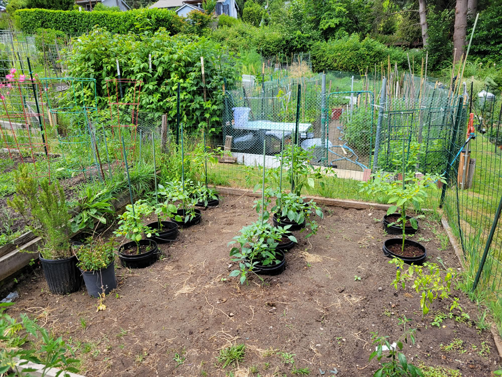 20250622 BedTomatillo.jpg