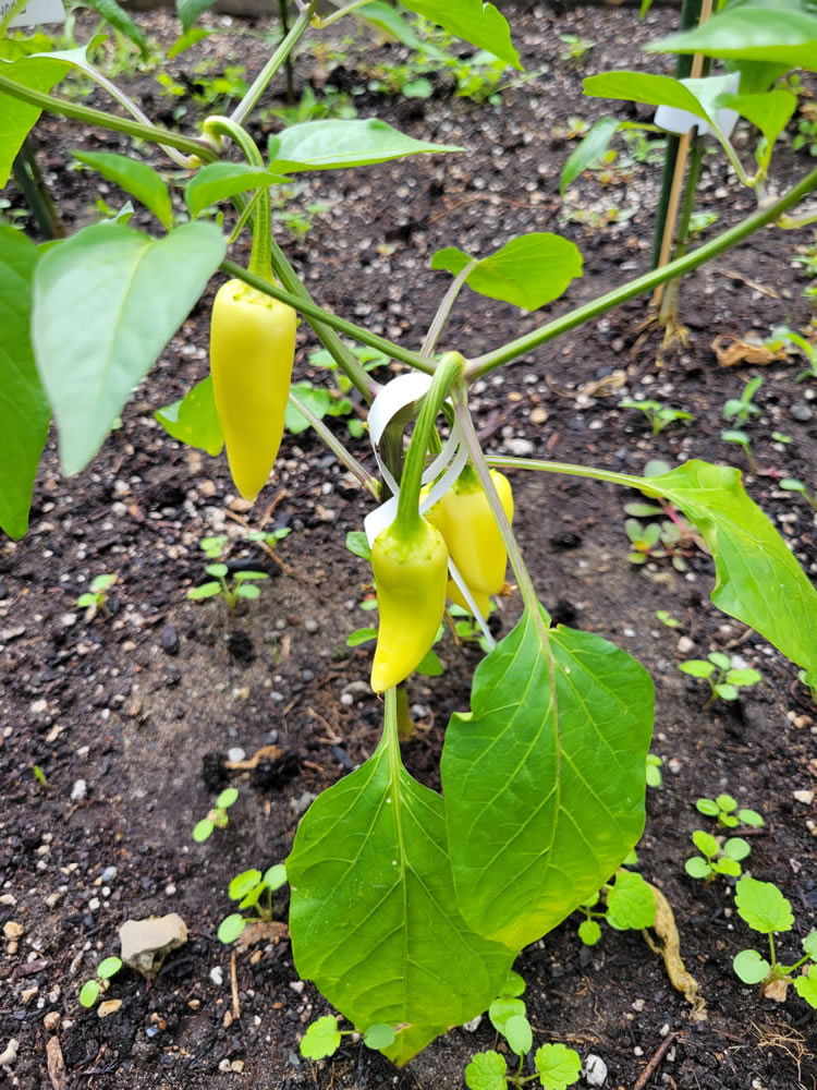 20250622 JalapenoM.jpg