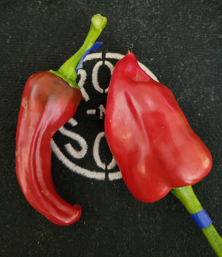 20250713 Chilhaucle & Consteno Rojo.png