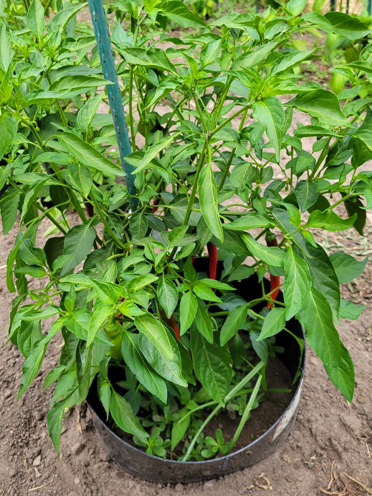20250718 Guntur.jpg