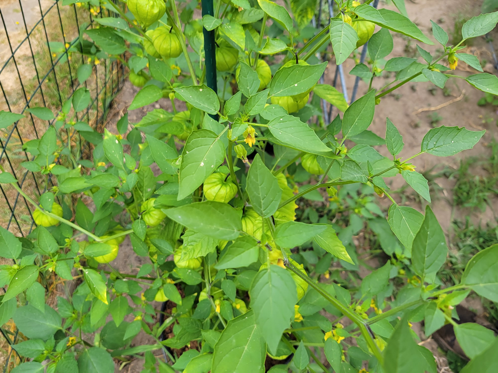 20250718 Verde.jpg