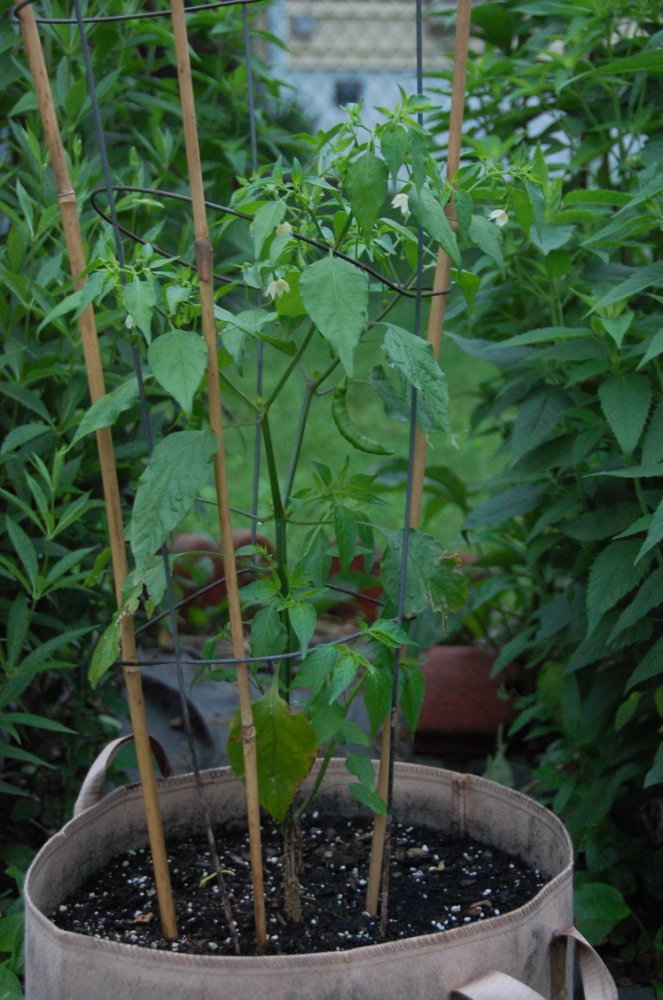 61425 Aji Guyana.JPG
