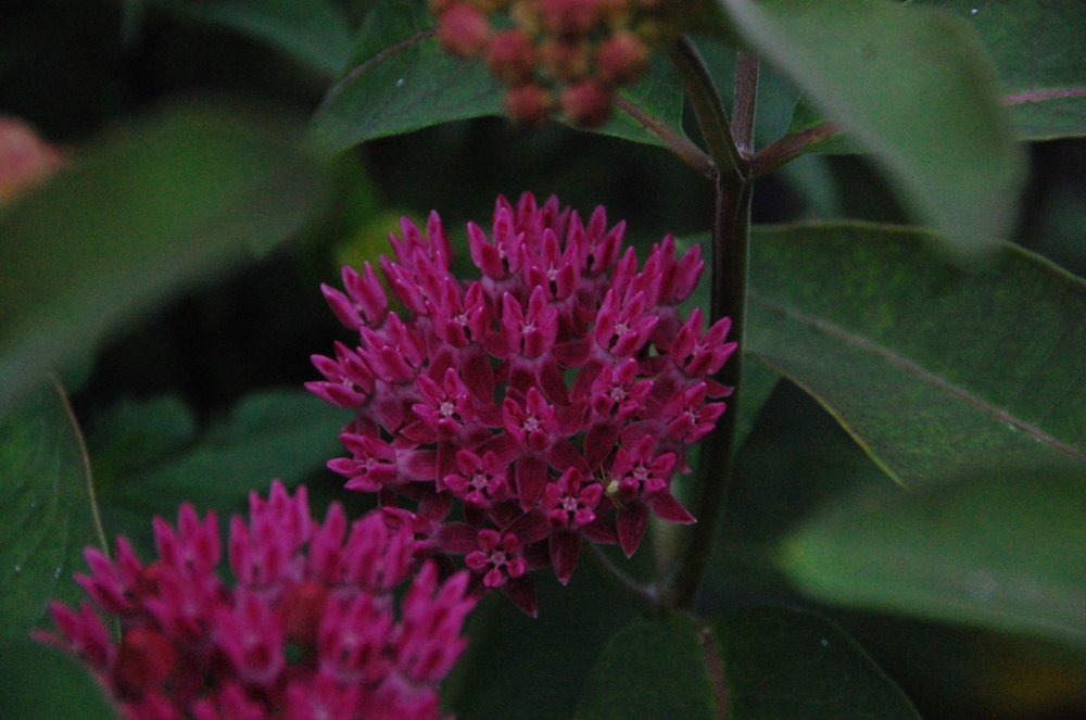 61425 Milkweed 1.JPG
