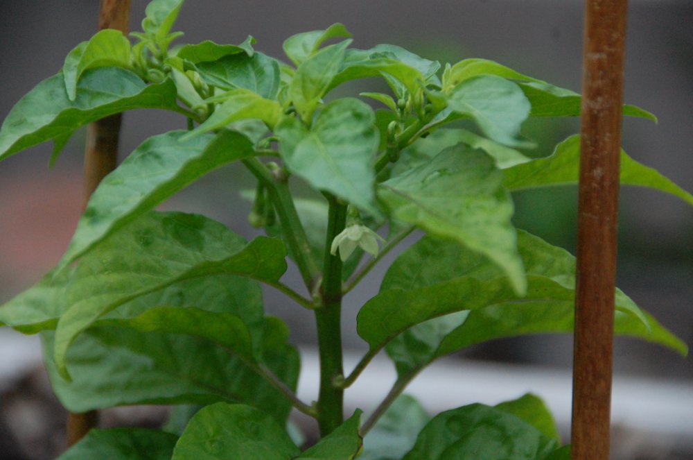 61425 Petenero Flower.JPG