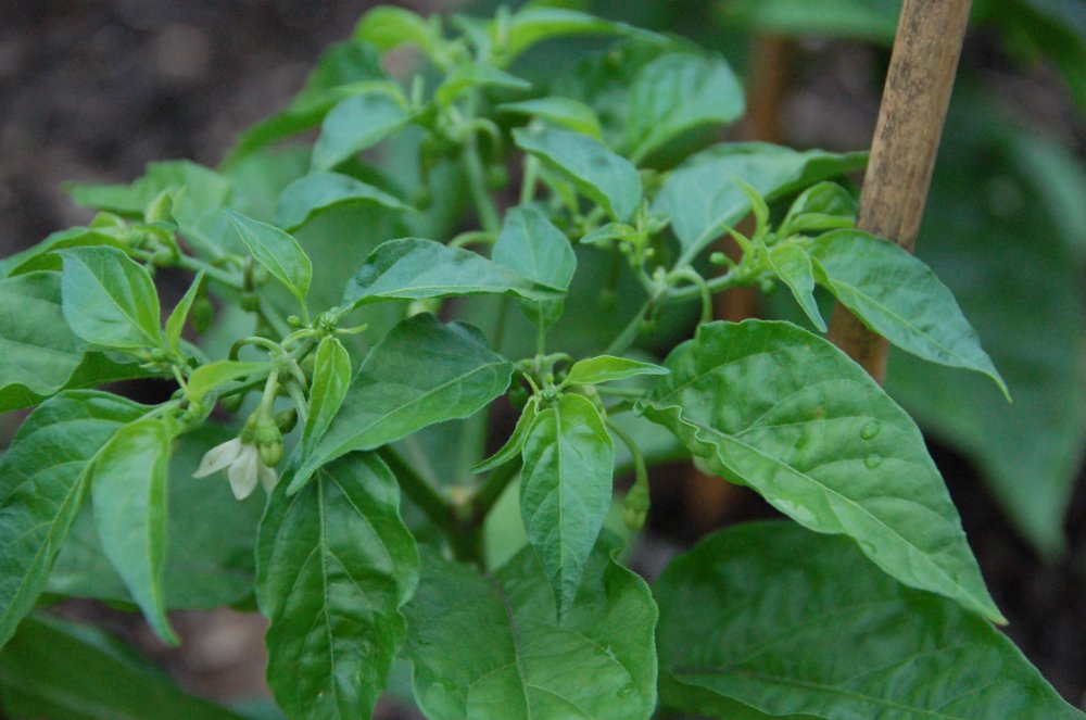 61425 Scotch Bonnet Orange.JPG