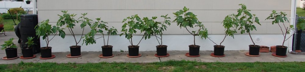6325 Fig Trees.JPG