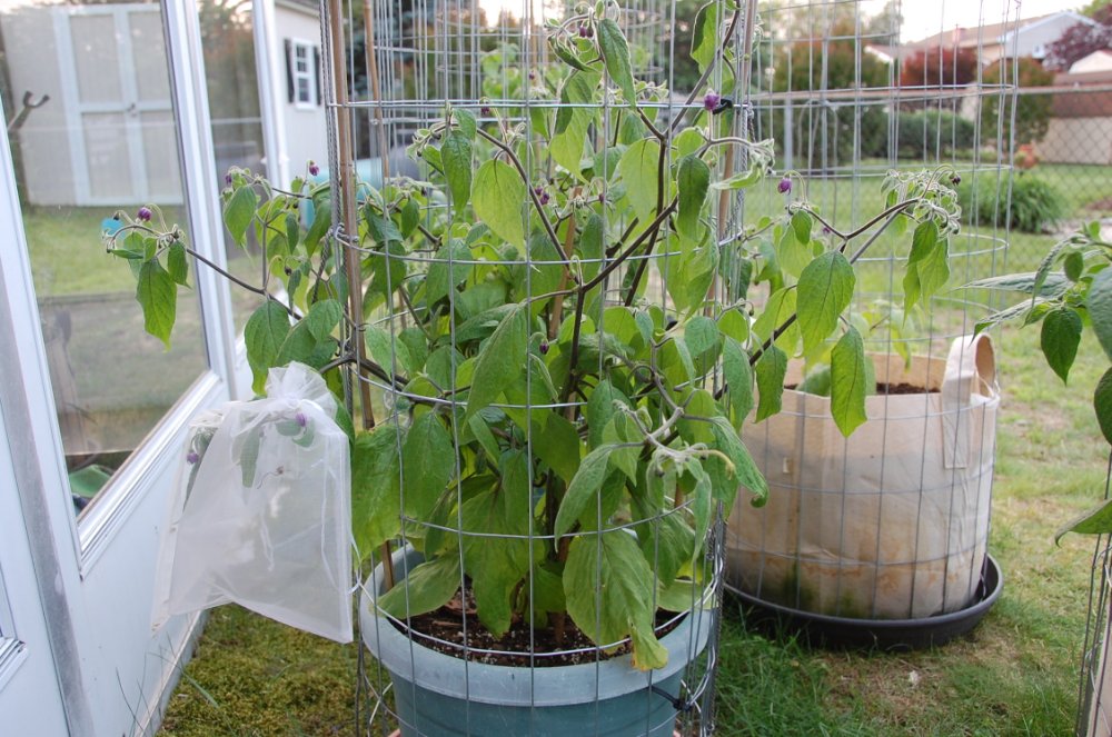 6325 Rocoto Aji Oro.JPG