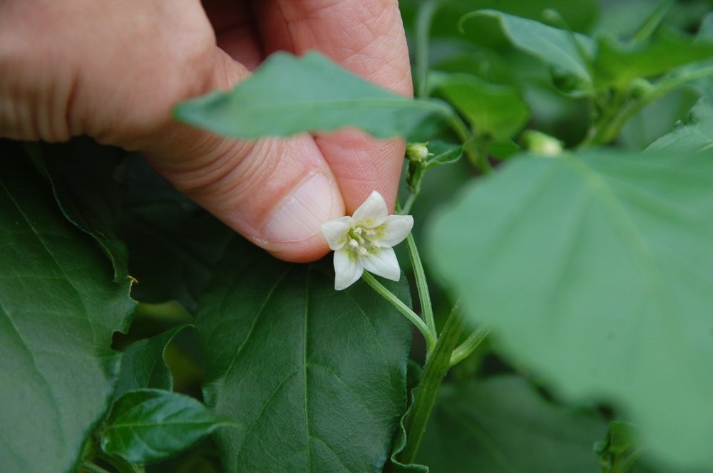 7-23-24 C baccatum flower 3.JPG