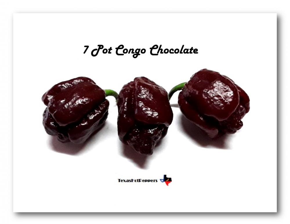 7 Pot Congo Chocolate.jpg