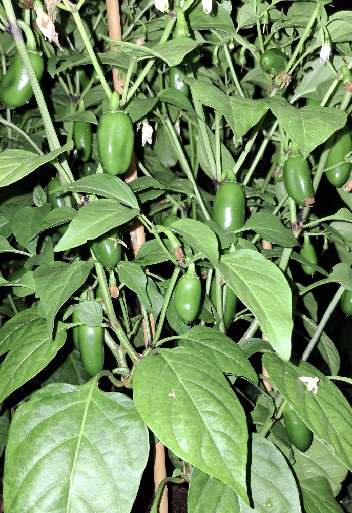 72025 Zapotecs.jpg