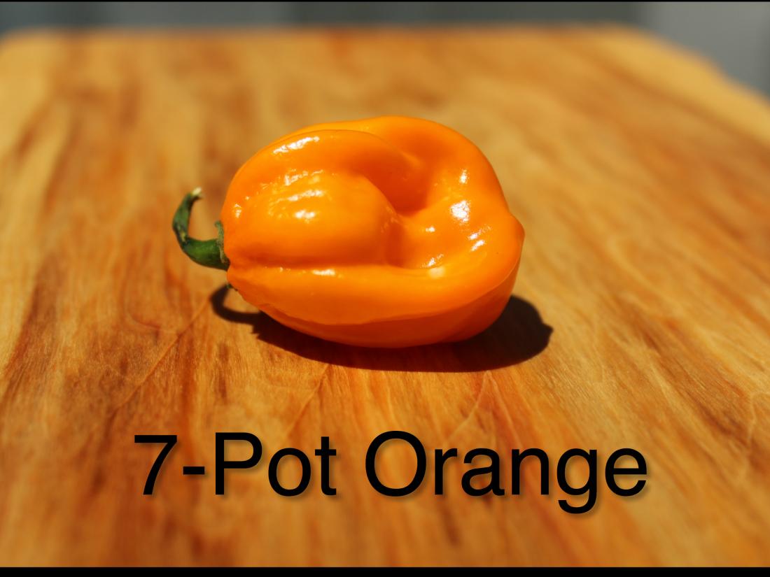 7potorange.jpg