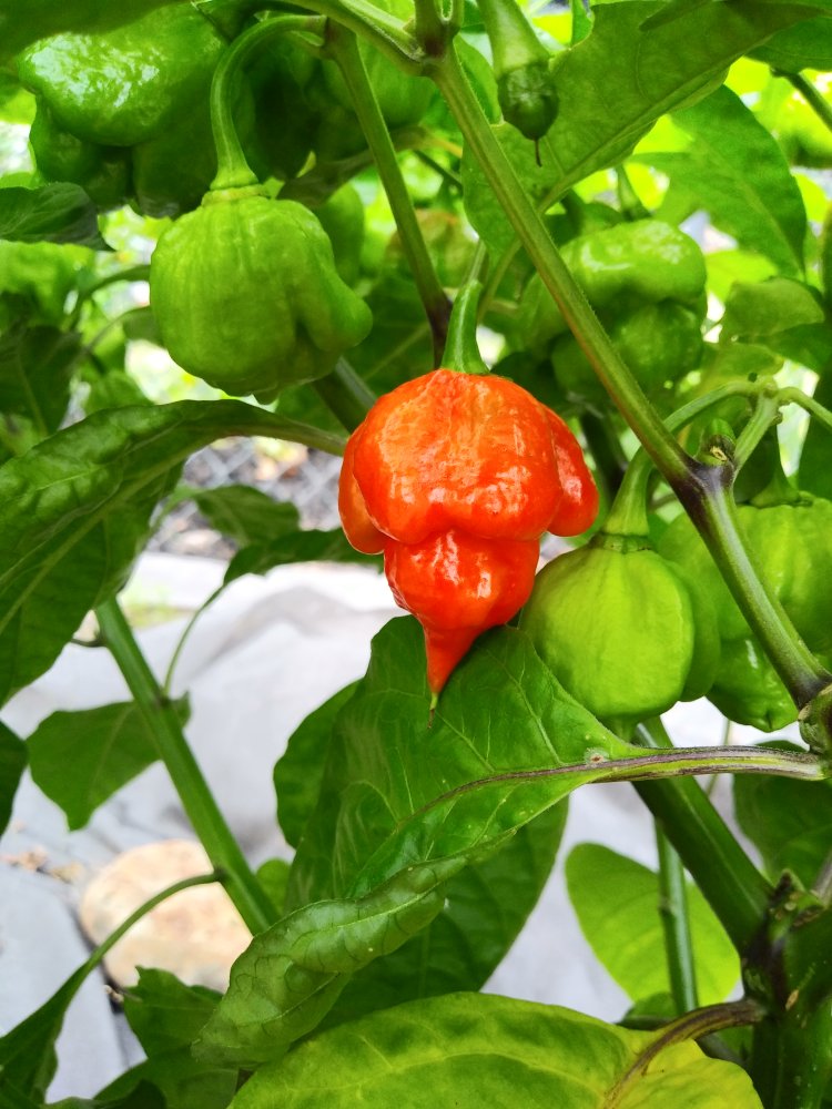 8-17-24 Trinidad Scorpion.jpg