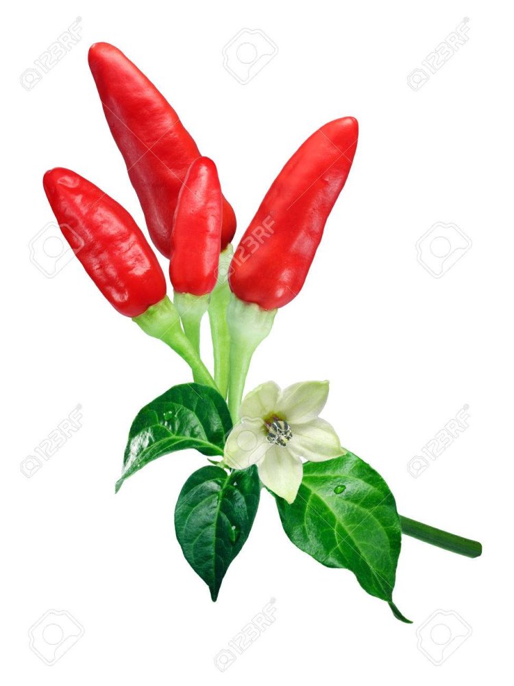 81935843-tabasco-chile-peppers-capsicum-frutescens-with-leaves-and-flower-ripe-clipping-path.jpg