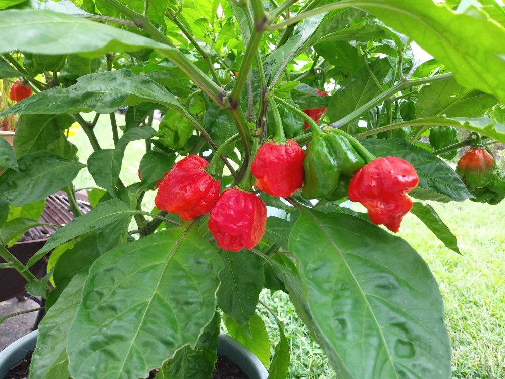 9-1-24 Trinidad Scorpions.jpg