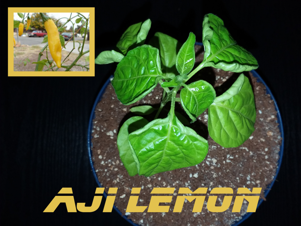 aji lemon 4-7.png