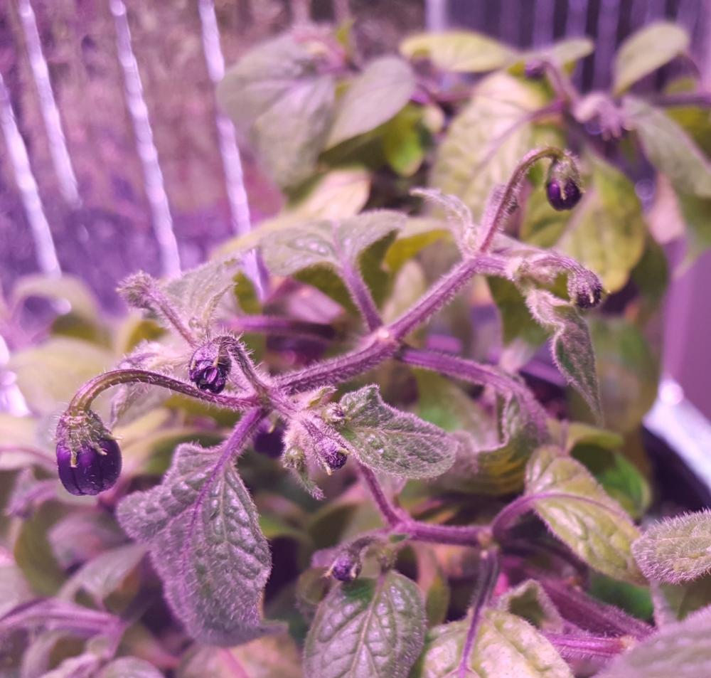 Aji Oro Blossoms 12-28-20.jpg