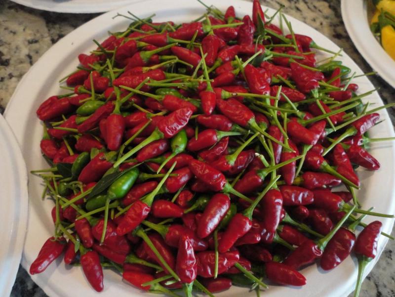 alpha hydro thai hot harvest.jpg