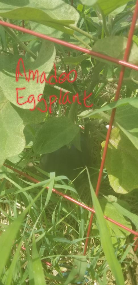 Amadeo Eggplant.jpg