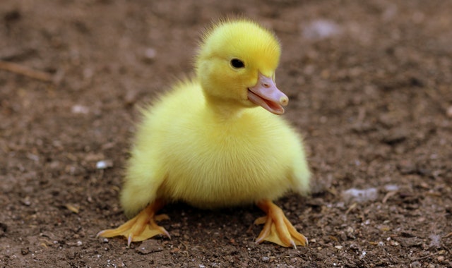 animal-cute-duckling-162140.jpg