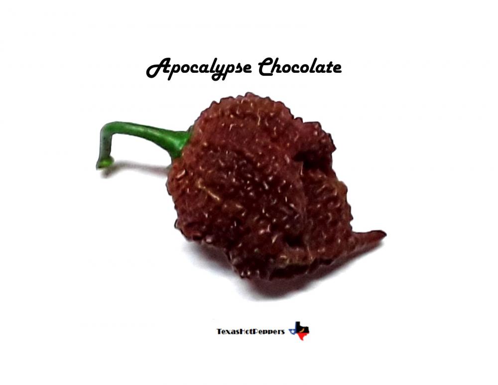 Apocalypse Chocolate.jpg