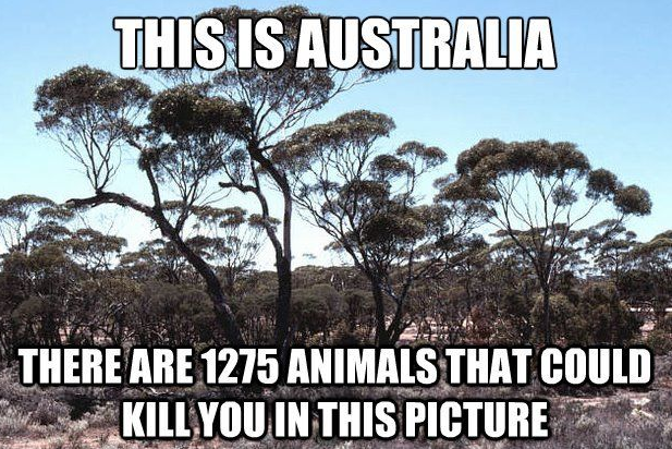 aussie.png