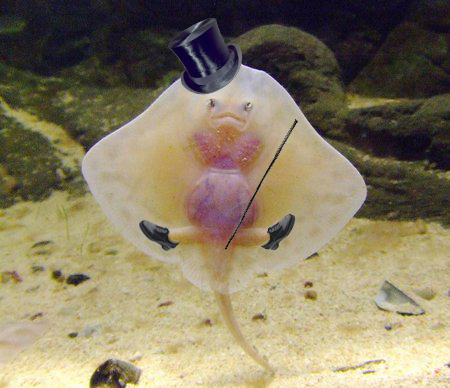 baby-stingray-with-legs-photoshopped-with-shoes-and-top-hat.png