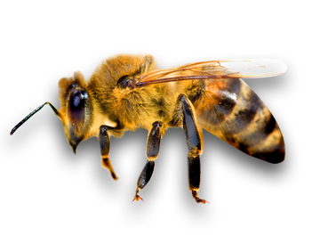 bee_PNG6.png